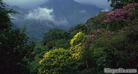 bosque atlantico