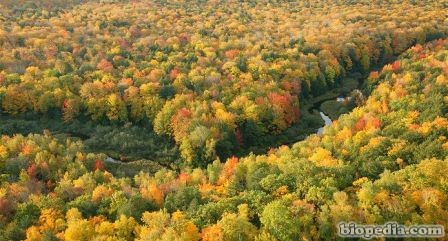 bosque caducifolio del este