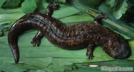 salamandra china gigante
