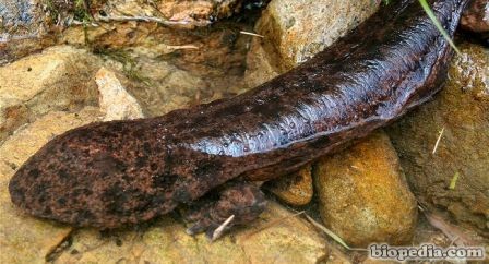salamandra gigante del japon