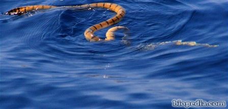 serpiente marina amarilla