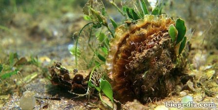 La Ostra plana europea, Colchester ostra nativa, barro, comestible ostra  ostra (Ostrea edulis), conchas en la playa, Alemania Fotografía de stock -  Alamy