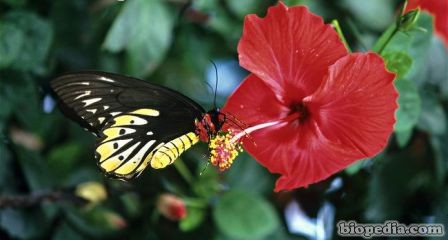 mariposa alas de pajaro