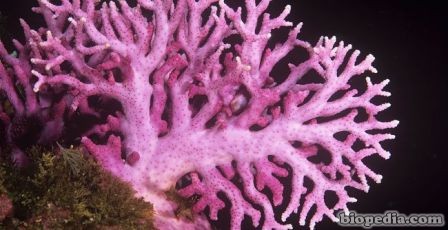 coral encaje