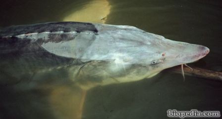 esturion beluga