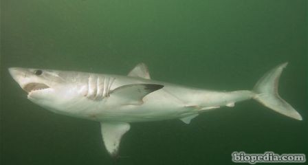 tiburon cailon