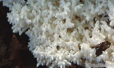 diente de coral