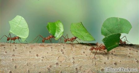 hormiga corta hojas