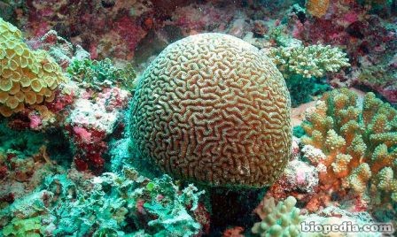 coral ctenella