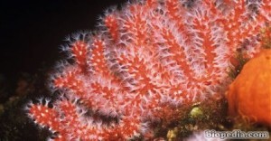 Coral rojo (Corallium rubrum) | BIOPEDIA