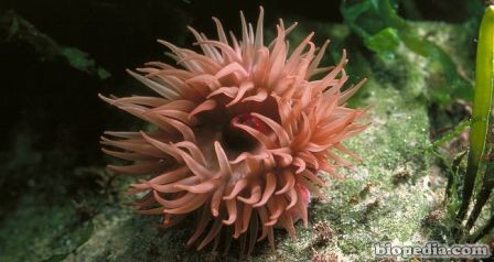 anemona actinia