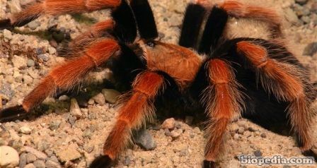tarantula patas de fuego