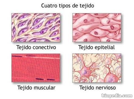 Resultado de imagen de Tejidos esenciales en las formas de vida de la Tierra