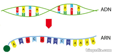 Traducción del ARN | BIOPEDIA