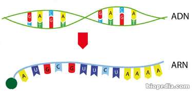 transcripcion