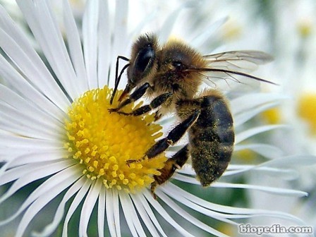 abeja-polinizando