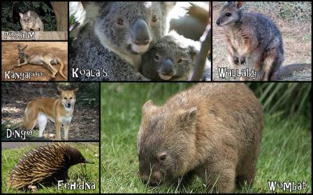 animales-australia