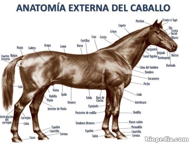 Dieta del caballo