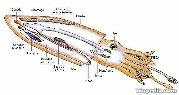 Anatom a Animal BIOPEDIA Anatom a Animal BIOPEDIA