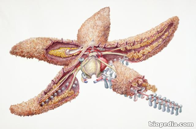 Common Starfish (Asteroidea), internal anatomy, cross-section