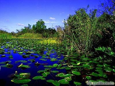 everglades-florida