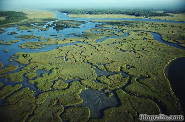 everglades