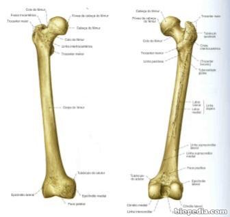 femur