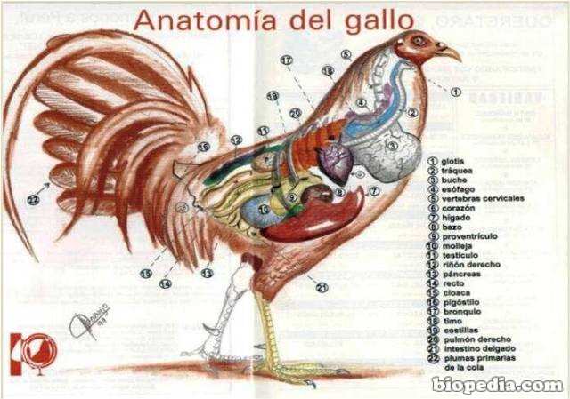 gallo | BIOPEDIA