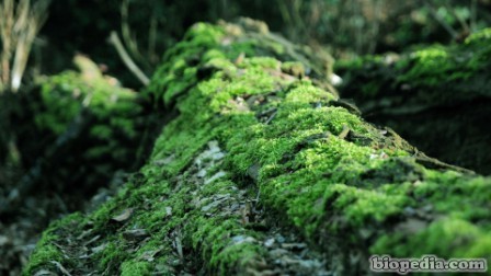  Muestra de variedad de musgo vivo: musgo de helecho, musgo de  hoja, musgo de rana : Patio, Césped y Jardín