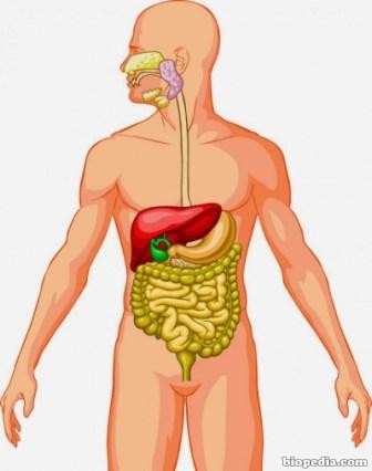 organos-digestivos