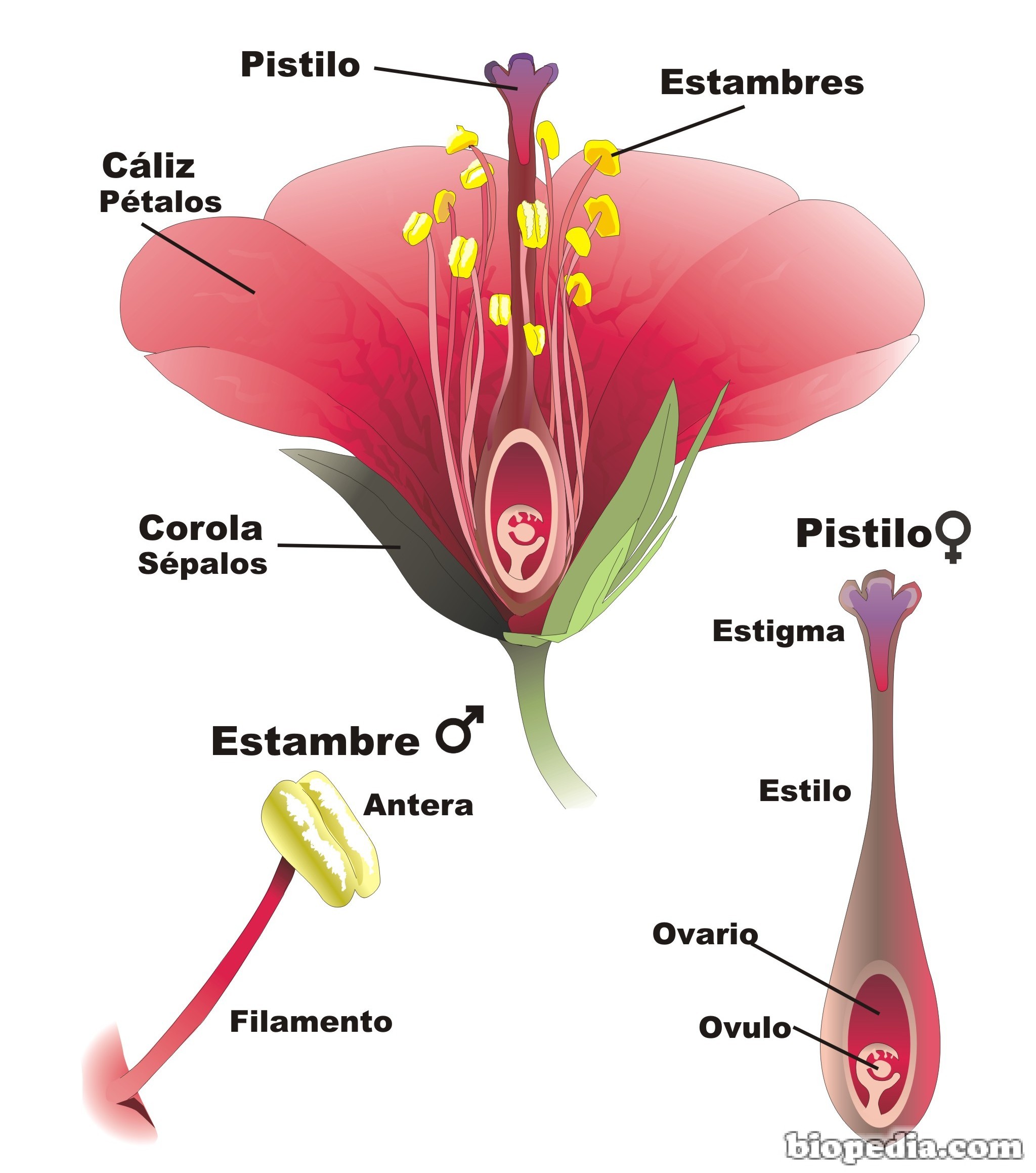 Clasificacion De Las Plantas Biopedia