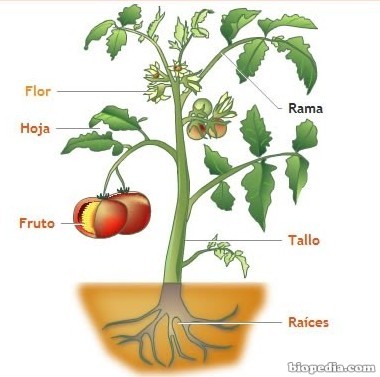 Las Estructura De Una Planta Sus Partes Biopedia