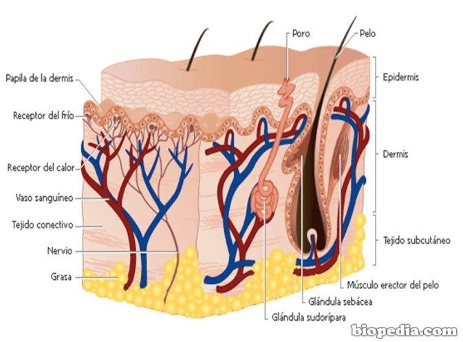 Sistema tegumentario: la piel | BIOPEDIA