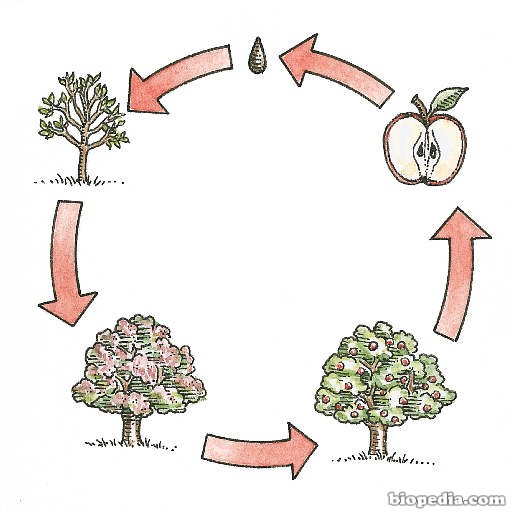 planta-ciclo-vida