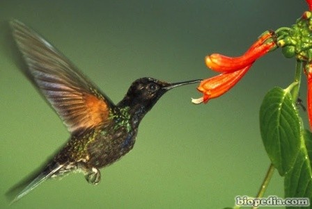 polinizacion-colibri