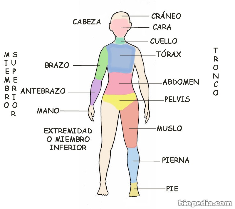 regiones-cuerpo