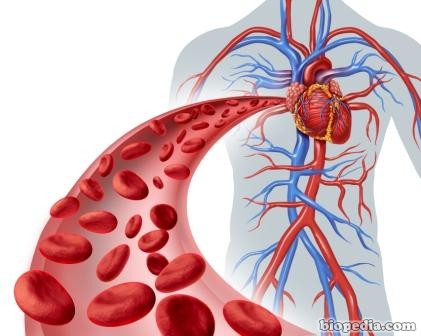 Blood Heart Circulation