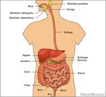 sistema-digestivo