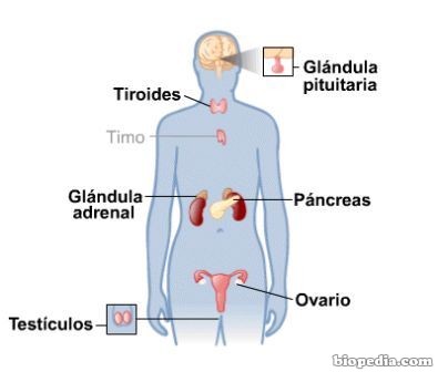 sistema-endocrino