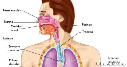 sistema-respiratorio1