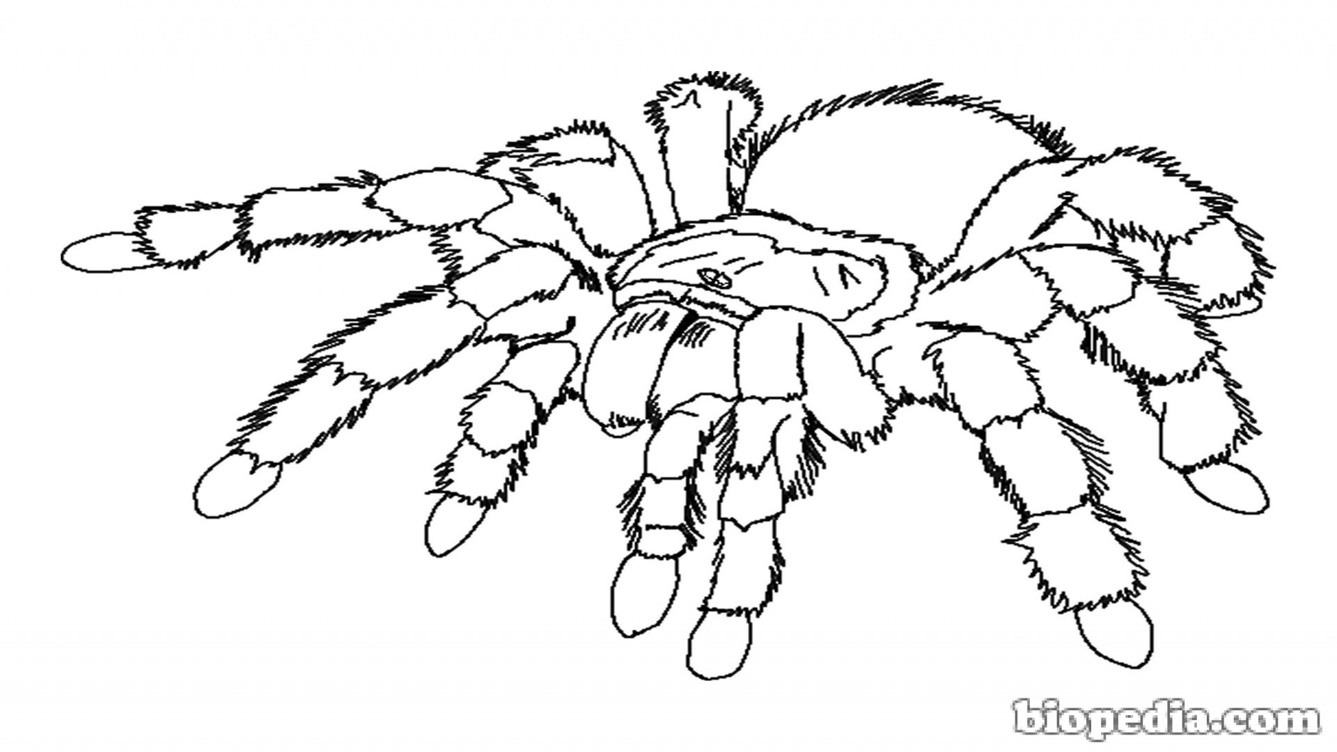 tarantula