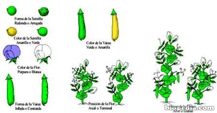 mendel-guisantes